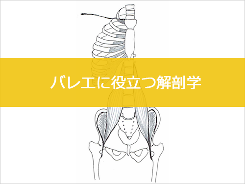 バレエに役立つ解剖学
