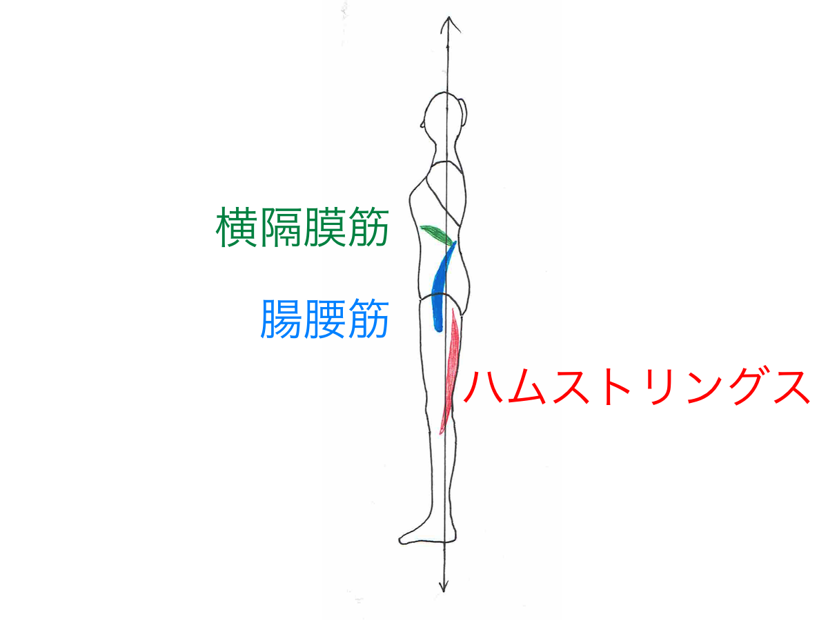 大腰筋、ハムストリングス センター