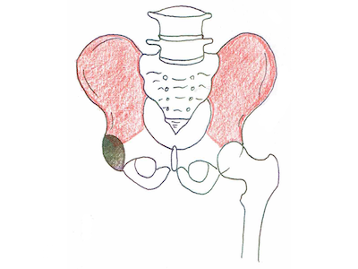 腸骨（ちょうこつ）