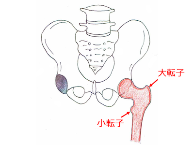 大腿骨（だいたいこつ）（大転子・小転子）