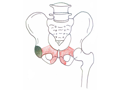 恥骨（ちこつ）