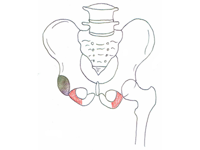 坐骨（ざこつ）
