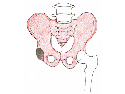 骨盤（こつばん）
