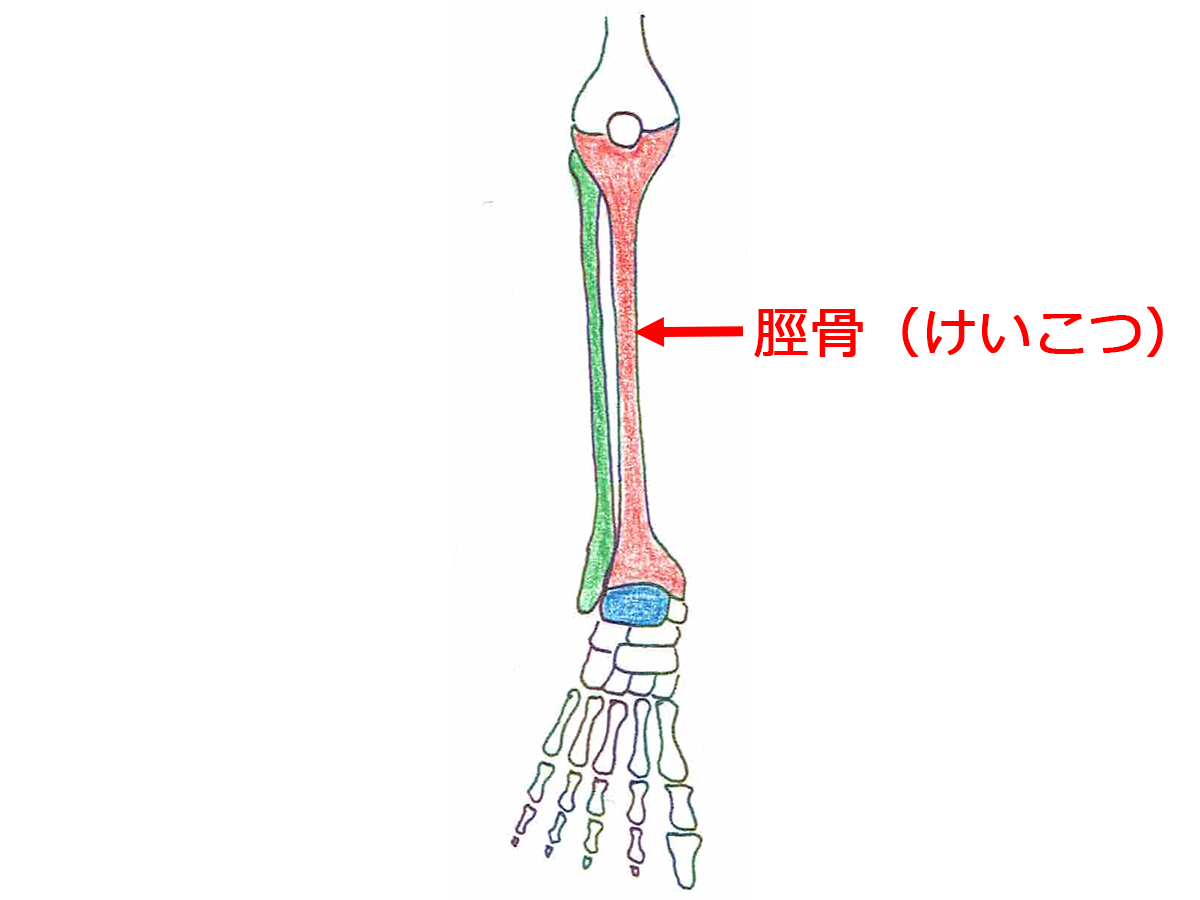 脛骨（けいこつ）