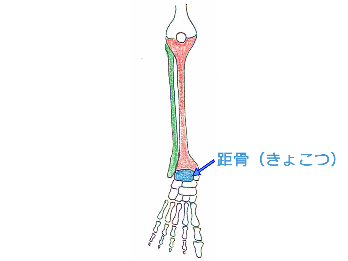 距骨（きょこつ）