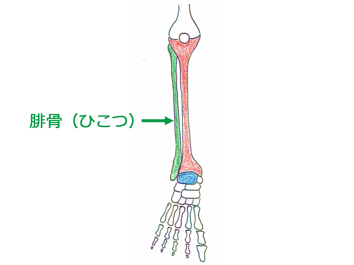 腓骨（ひこつ）
