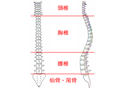 脊柱（せきちゅう）