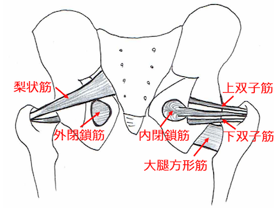 深層外旋六筋（しんそうがいせんろっきん）