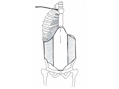 腹横筋（ふくおうきん）