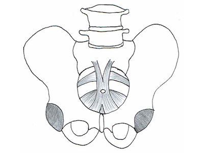 骨盤底筋群（こつばんていきんぐん）