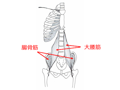 腸腰筋（ちょうようきん）